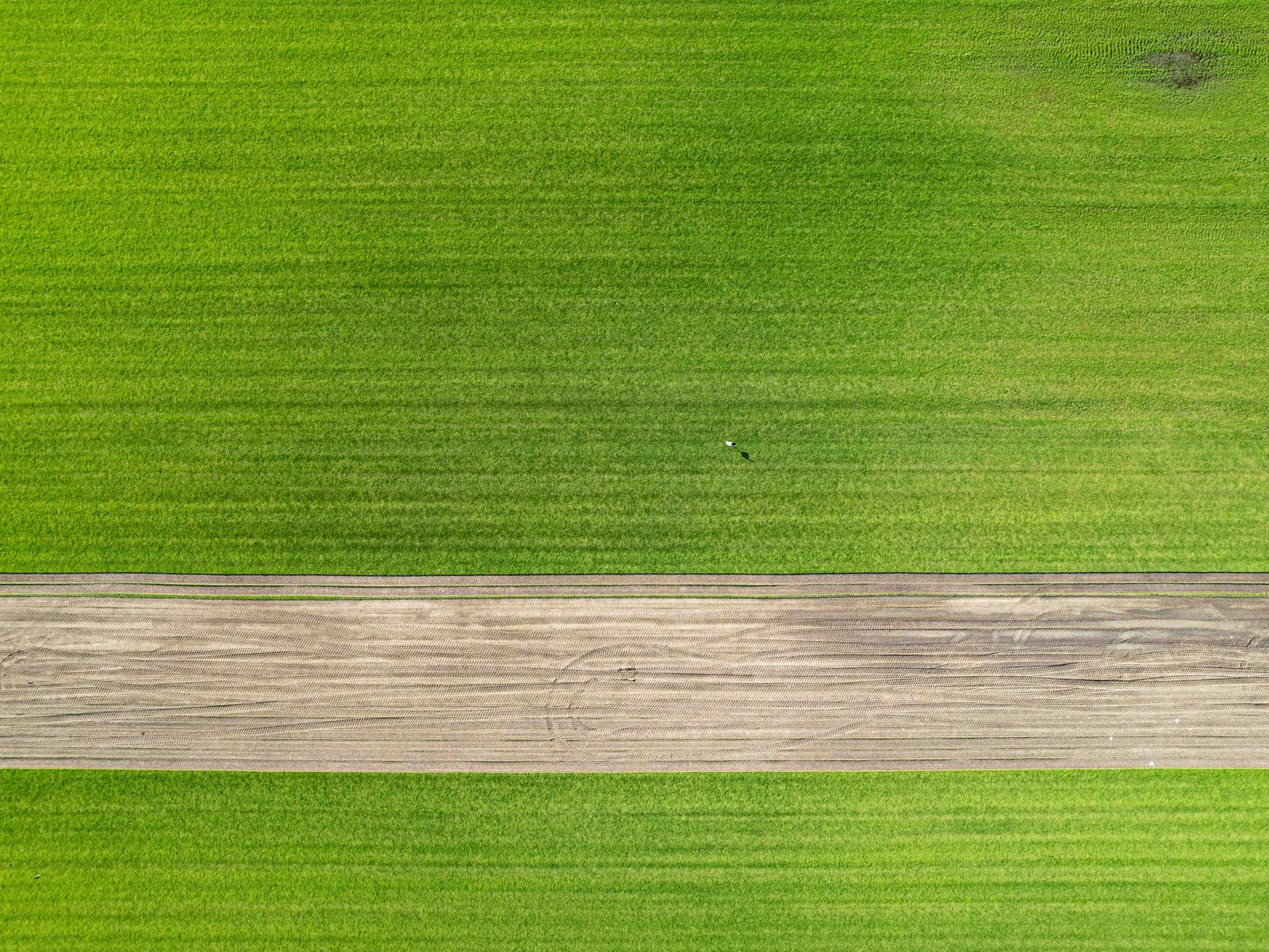 Geometric agricultural fields viewed from above